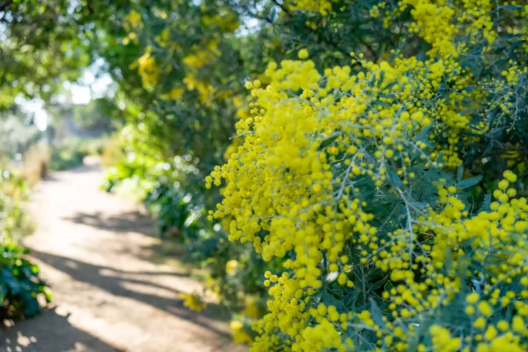 Le Domaine du Rayol – Jardin des méditerranées